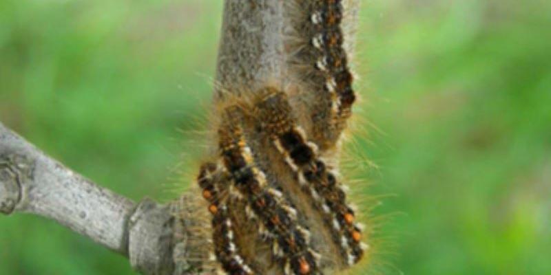 Browntail Moth Caterpillars